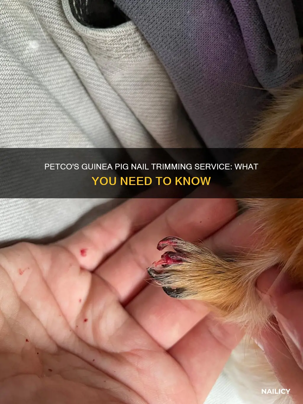 will petco cut guinea pig nails