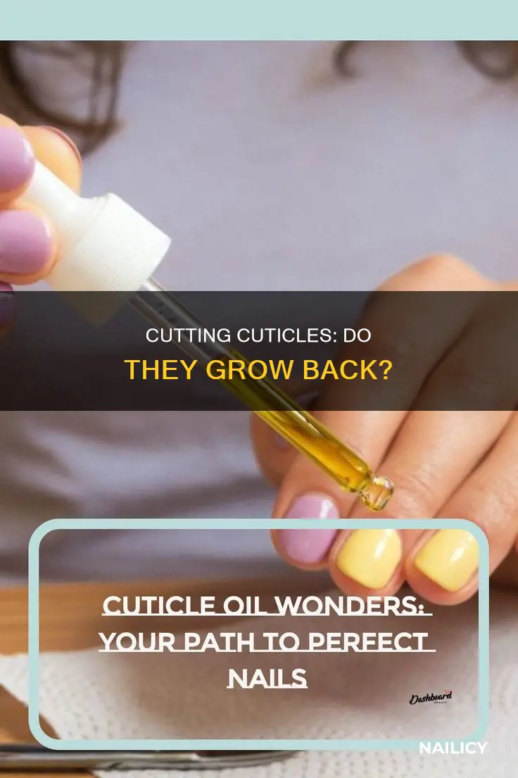 will the cuticle grow back if cut from nail