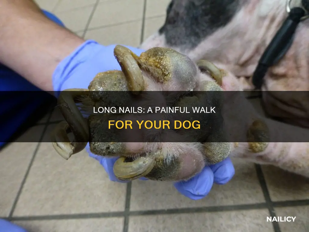 would a dogs nails being long cause pain walking