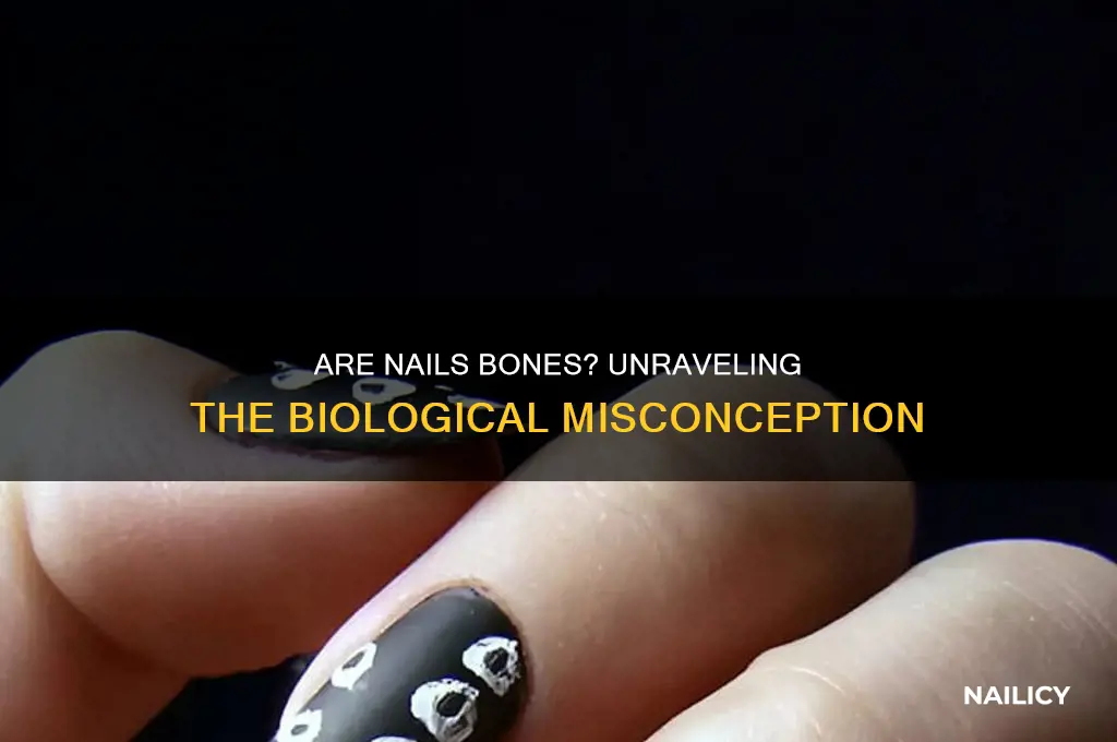 would a nail be considered a bone