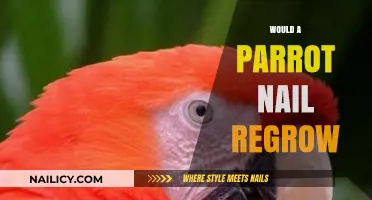 Can Parrot Nails Regrow? Understanding Avian Nail Regeneration and Care