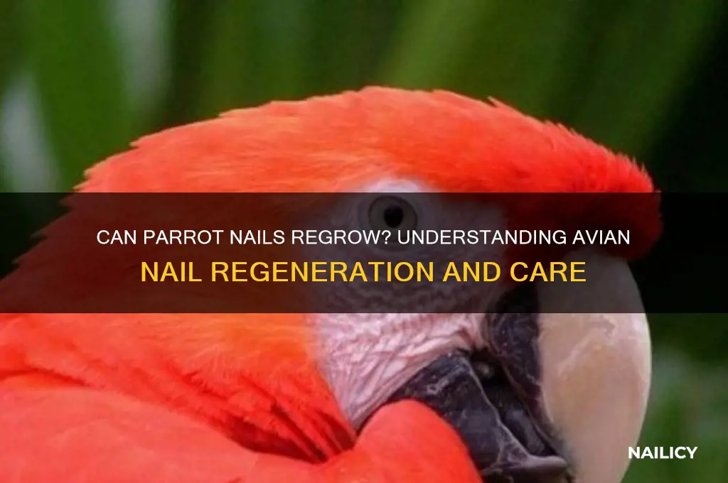 would a parrot nail regrow